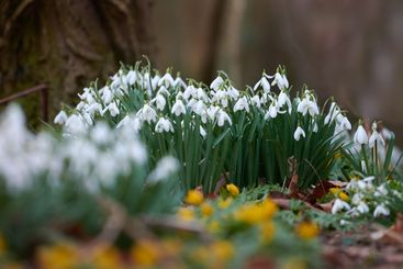 Nature, plants and flowers on ground of forest for...