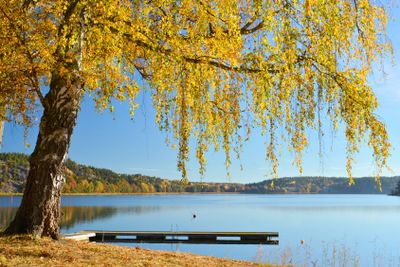 Autumn birch at the sea