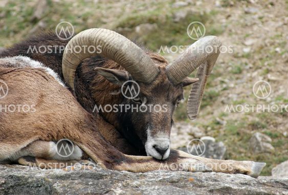 mouflon resting on rock formation