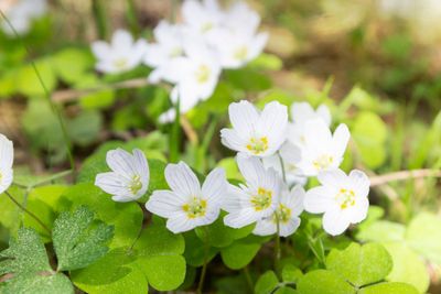 Spring banner with snowdrops, first early flowers in...