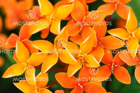 Close up photo of a bunch of ixora flower at full bloom