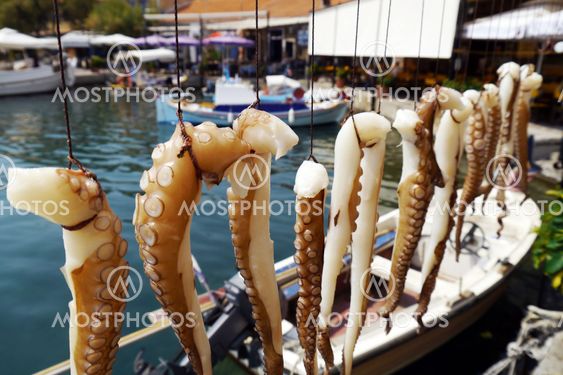 octopus tentacles hanging in harbor