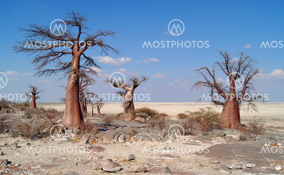 Baobab Trees on Kubu Island, Botswana