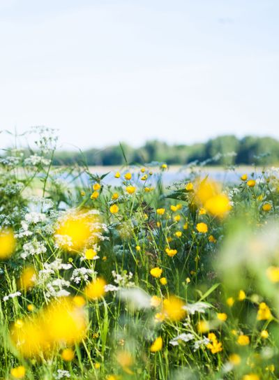 Swedish summer meadow by lake. 