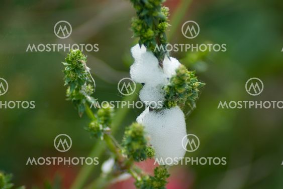 Nests of Schaumzikaden (Aphrophoridae) - Spittlebugs