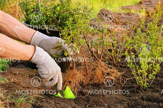 Hecke Pflanzen Planting A By Lianem Mostphotos
