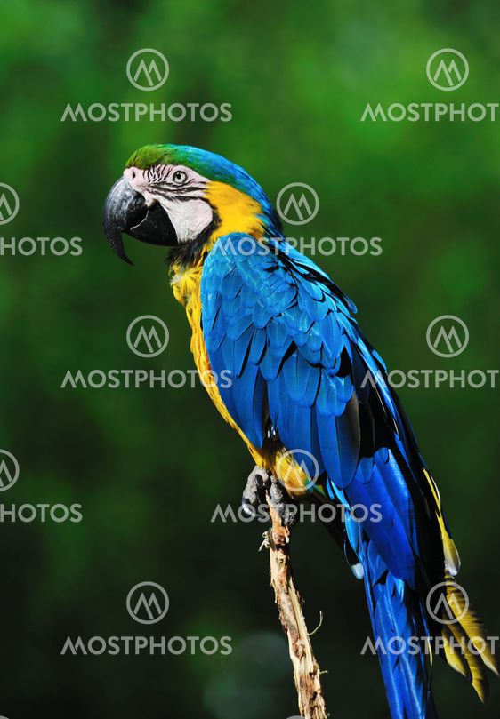 beautiful blue-and-yellow macaw (Ara ararauna)