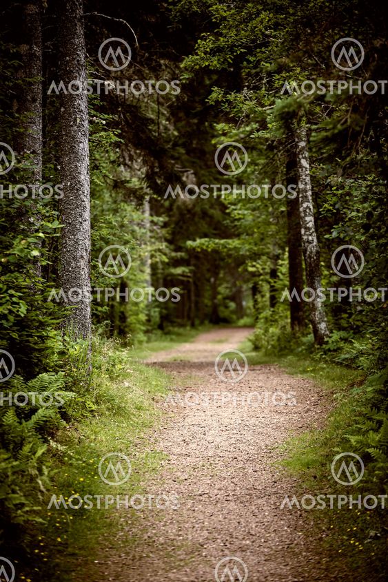Path in dark moody forest