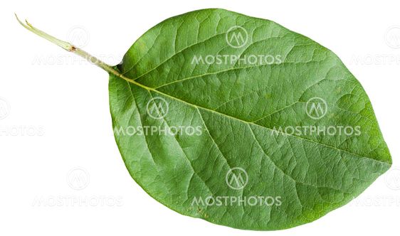 green leaf of Quince tree isolated on white