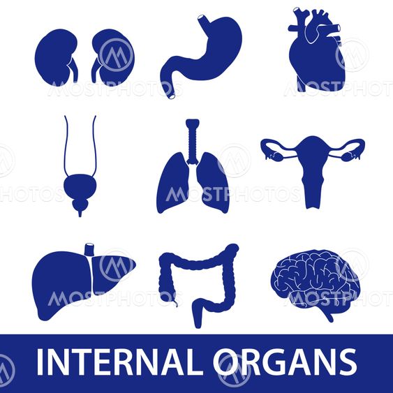 internal human body organs icons eps10