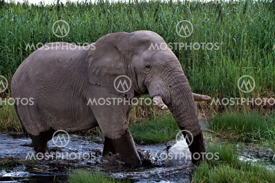 elephant walking in the water at etosha national park namibia