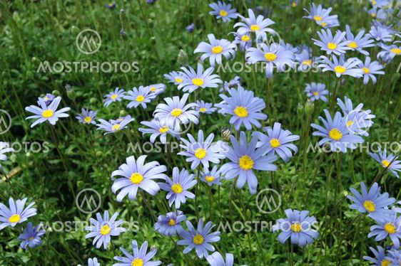 Blue Daisy