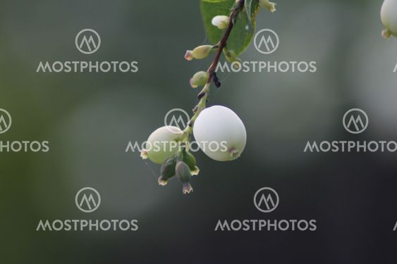 white ball