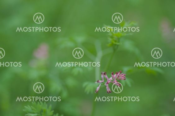 background blur garden plants
