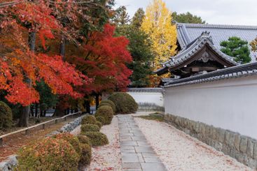 Japanese temple in red maple autumn season travel...