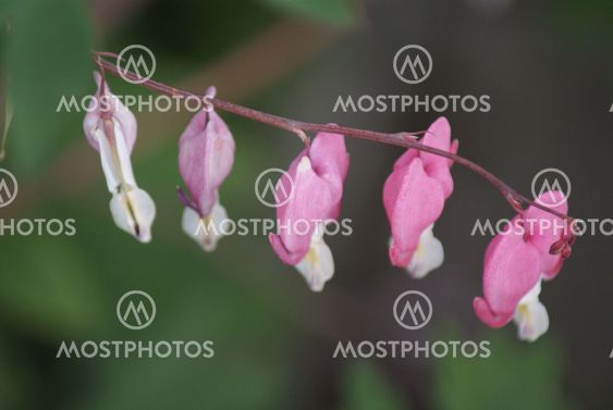 En stjälk av bleeding hearts