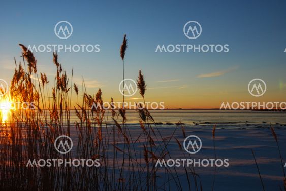 Fluffy reed flowers by sunset