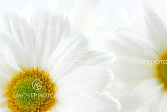 White daisies