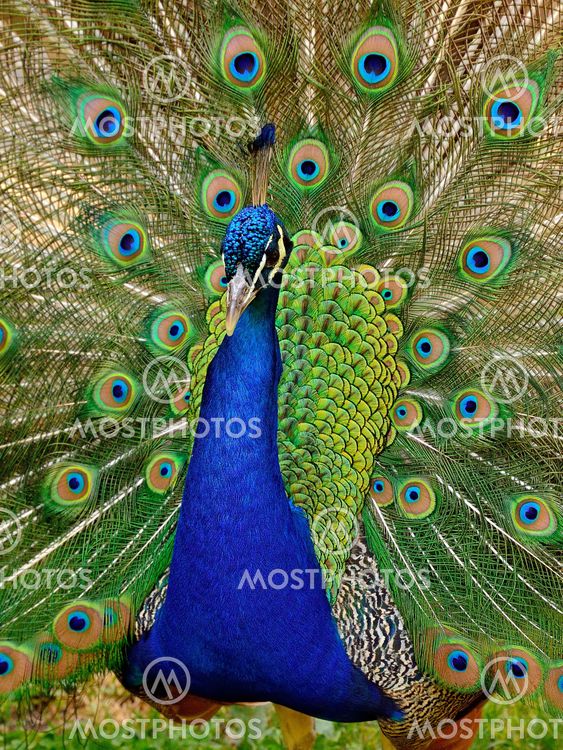 Beautiful Peacock