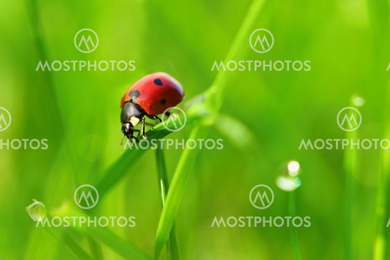 Beautiful color image of ladybugs in grass. Insect close...