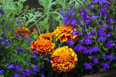 Tagetes och Lobelia