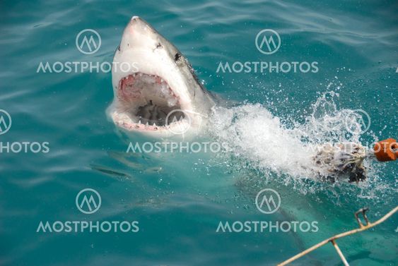 Jaws