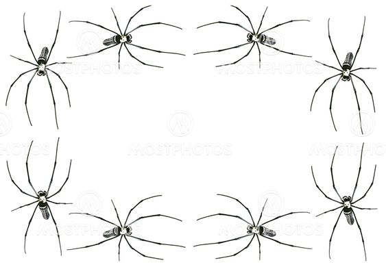 Spider frame