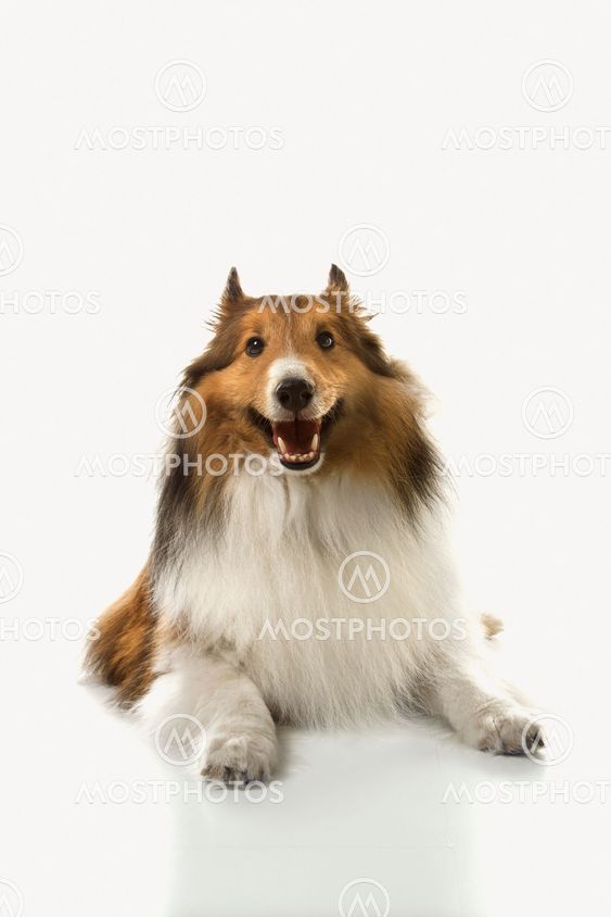 Collie dog against white background.