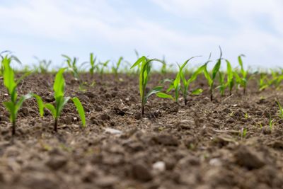 green corn sprouts in the spring season, an agricultural...