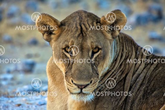 a face of a lion at etosha national park namibia africa