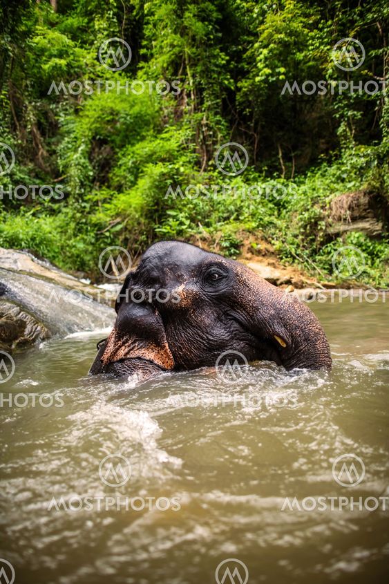 Elephant sits in the middle of the waterfall, river