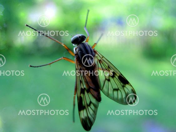 Macro Insect