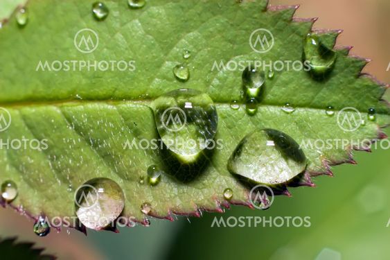 raindrop on rose leaf
