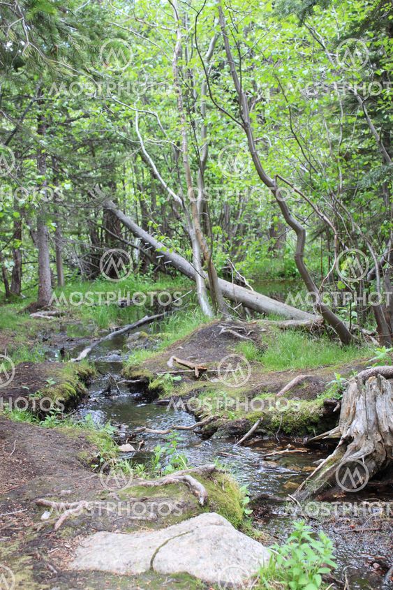 Stream Feeding Bear lake