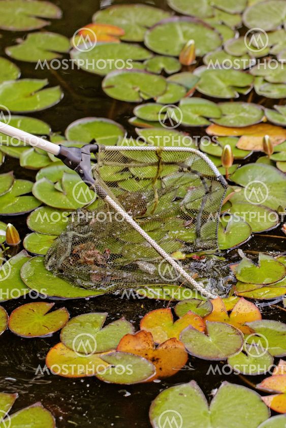 fish landing nets in the lake