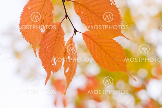 Tree branch with orange autumn leaves