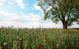 Poppy fields and lone tree