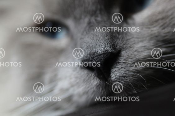 Blue Ragdoll Nose