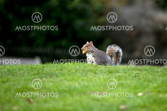 Grey squirrel with a nut