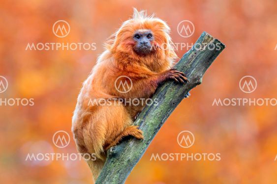 Golden Lion Tamarin