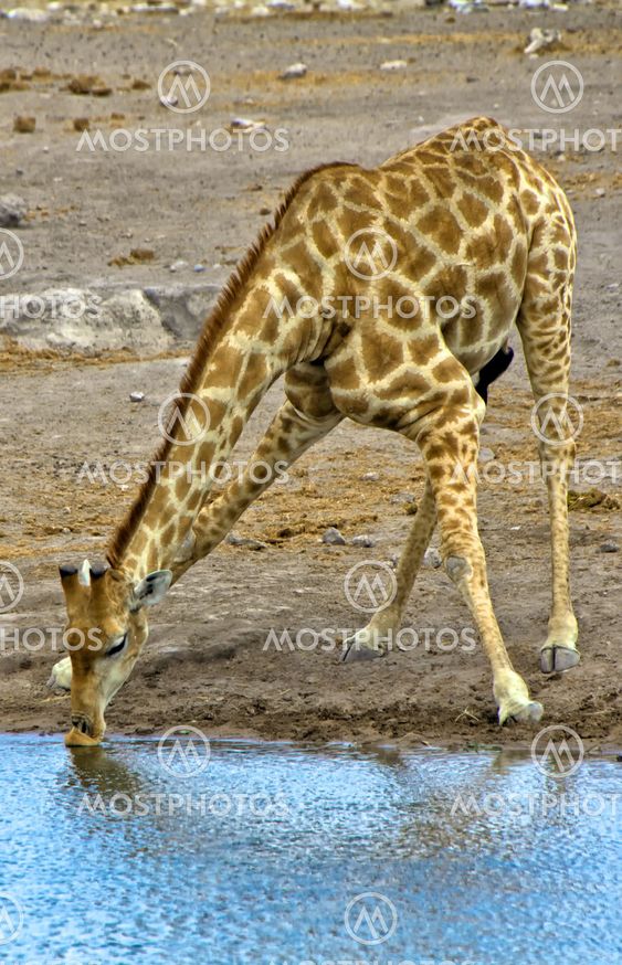 a giraffe drinking water in etosha national park namibia
