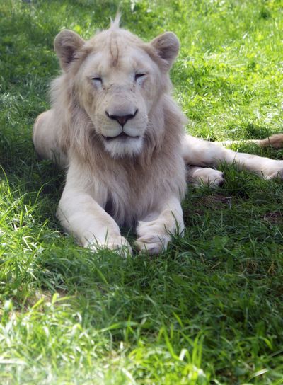 White Lion Closeup