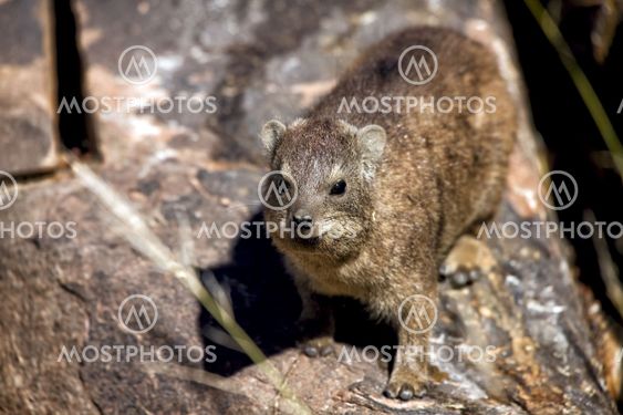 dassie rock at quiver tree forest namibia africa