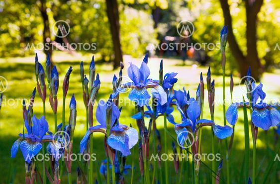 iris flowers