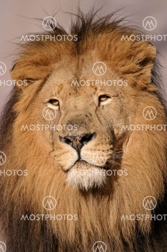 Suuri urospuolisten Afrikan lion