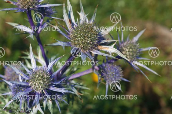 Thistle, Saja-Besaya natural park, Cantabria, Spain
