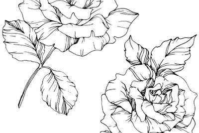 Vector Rose flower. Isolated rose illustration element....