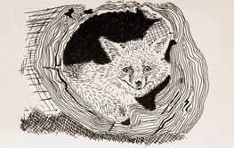 Hand-drawn fox curled in tree hollow surrounded by wood...