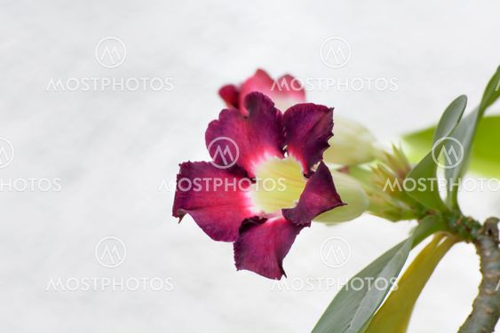 Desert Rose