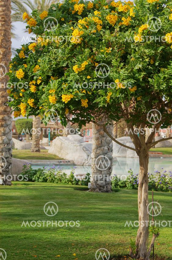 Allamanda tree